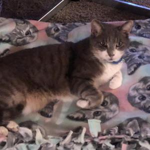 Image of Andy, Lost Cat