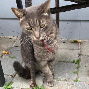 Found Cat grey with red collar