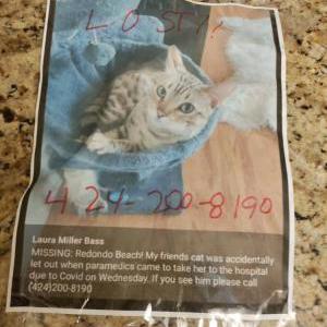 Lost Cat Gary