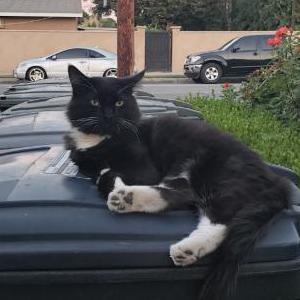 Lost Cat Petey