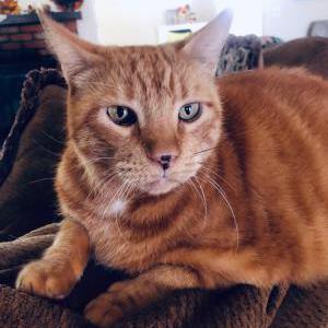 Lost Cat Korben Dallas