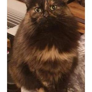 Lost Cat Cookie