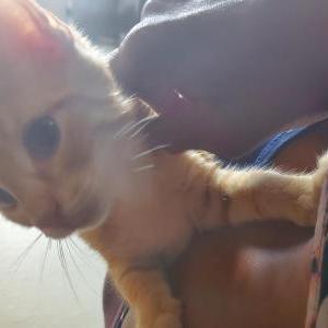 Lost Cat Brandon