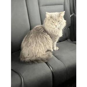 Lost Cat Gizmo