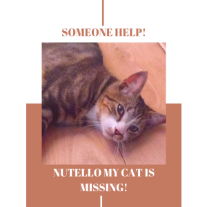 Lost Cat Nutello