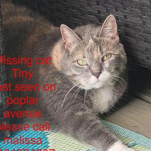 Lost Cat Tiny