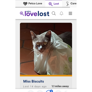 Image of Miss biscuits, Lost Cat