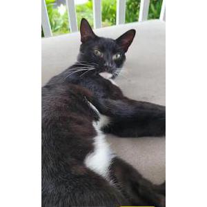 Lost Cat Black and white