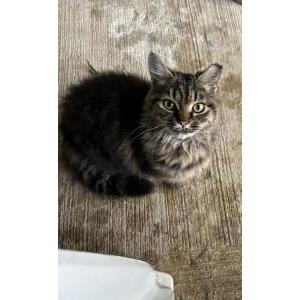 Lost Cat Zoe