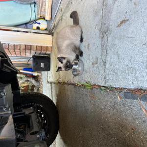 Found Cat Unknown Siamese