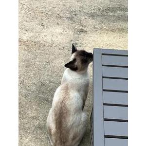 Lost Cat Stassi