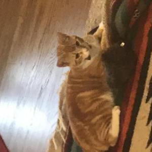 Lost Cat Mango