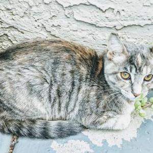 Found Cat Unknown