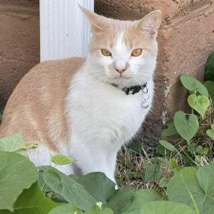 Image of oliver, Lost Cat