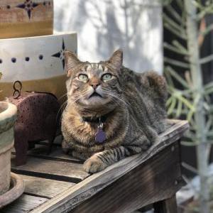 Lost Cat Moose