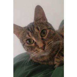 Image of Gin, Lost Cat