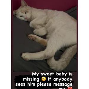 Lost Cat White  Cat