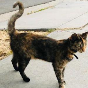 Lost Cat Luna