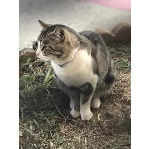 Found Cat Unknown