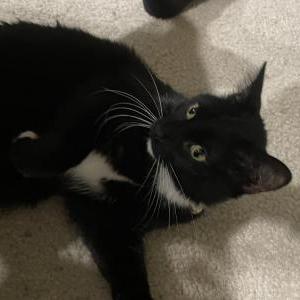 Image of Metro, Lost Cat