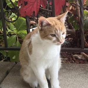 Lost Cat Peaches