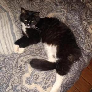 Image of Tuxie, Lost Cat