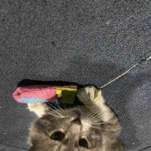 Lost Cat Apple