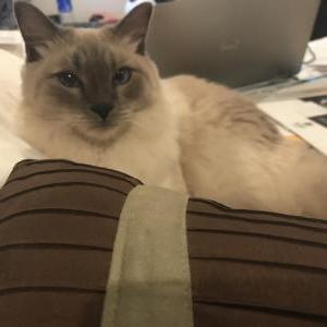 Lost Cat Wookiee