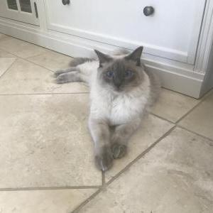 Image of Wookiee, Lost Cat