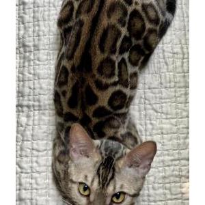 Lost Cat Java-spotted bengal