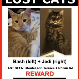 Lost Cat Bash, Jedi