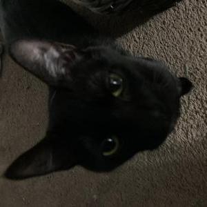 Lost Cat Salem