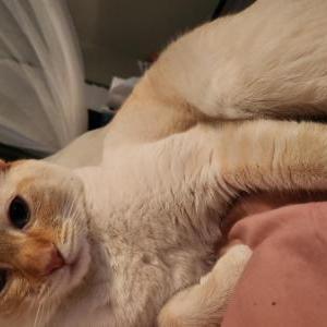 Image of Atremis, Lost Cat