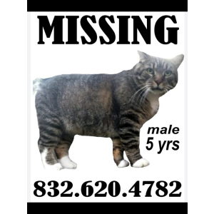 Lost Cat Julius