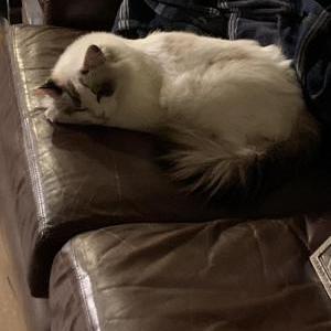 Lost Cat mimi