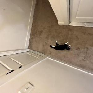 Lost Cat Luna