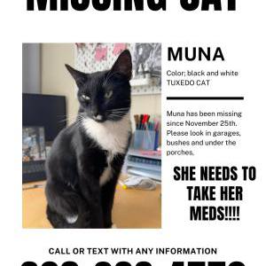 Lost Cat Muna