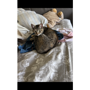 Lost Cat Lia