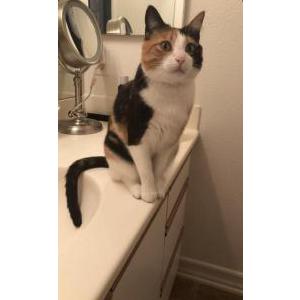 Lost Cat Nala