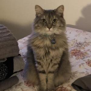 Lost Cat Cali