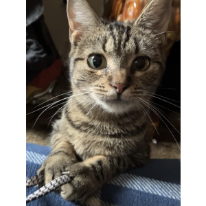 Lost Cat Tippy