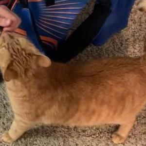 Image of Teemo, Lost Cat