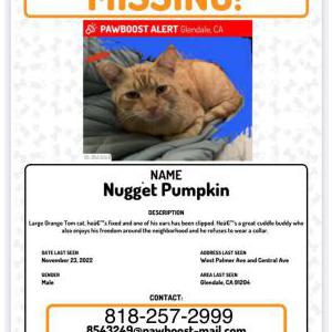 Lost Cat Nugget Pumpkin