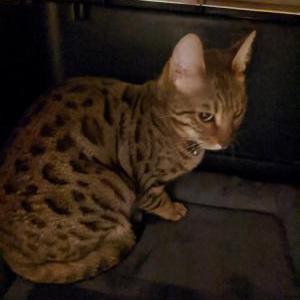 Found Cat Unknown