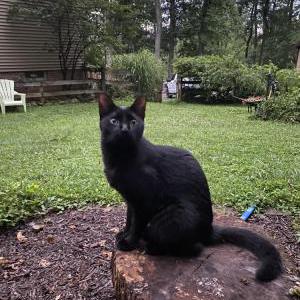 Lost Cat Sable