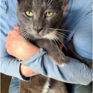 Image of Unknown, Found Cat