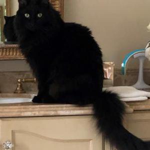 Lost Cat Pyewacket