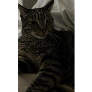 Lost Cat Pepper