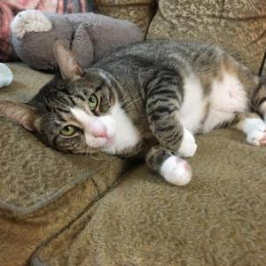 Image of Jo, Lost Cat