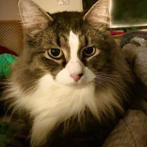 Image of Sparrow, Lost Cat